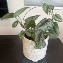 Philodendron Live Plant 