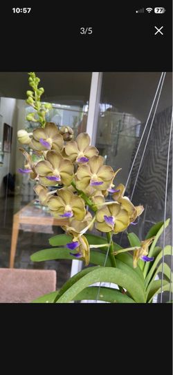 Blooming Vanda orchid