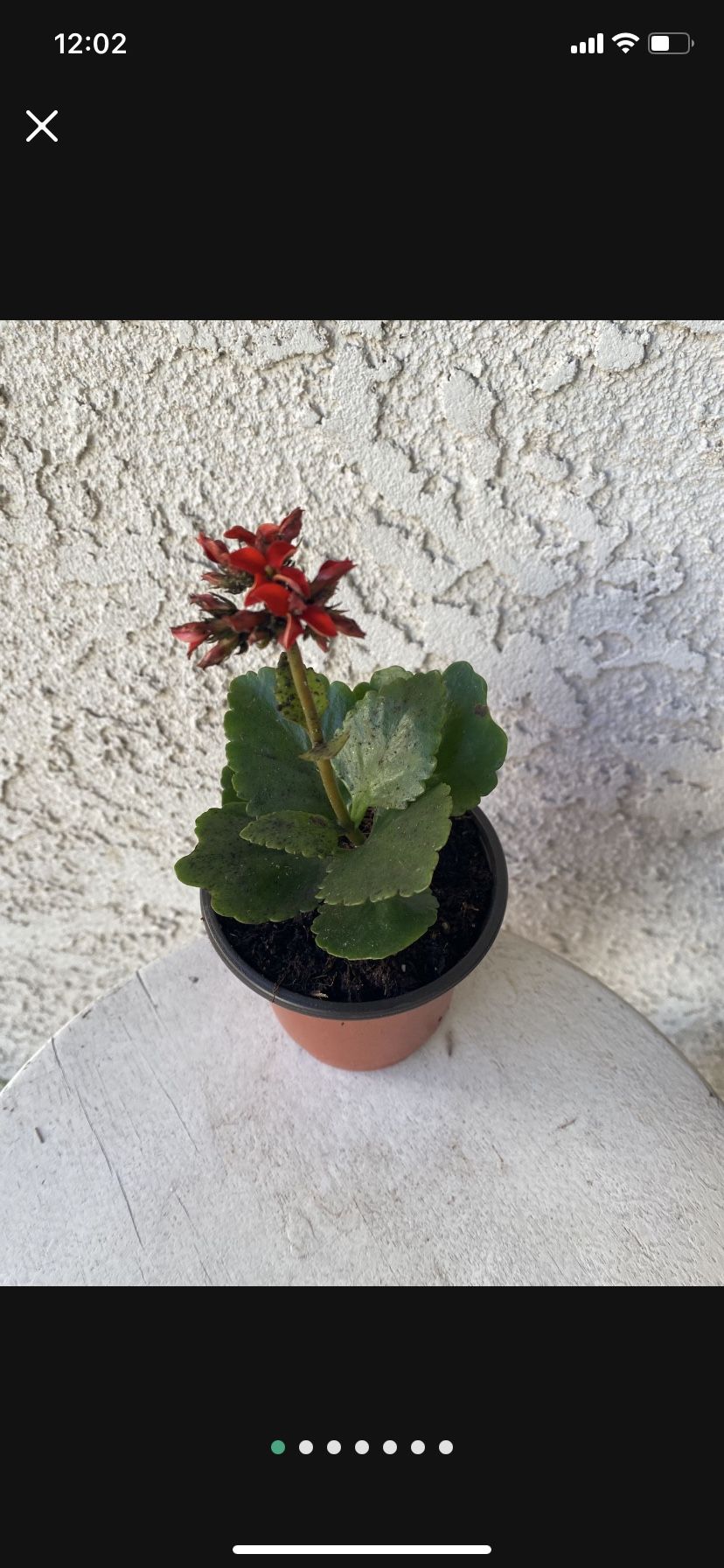 4 Inch Pot Succulent Plant - Kalanchoe Crenata - Neverdie - Rooted & Established - Beautiful Red Flowers - Drought Resistant- Indoor / Outdoor 🌸 