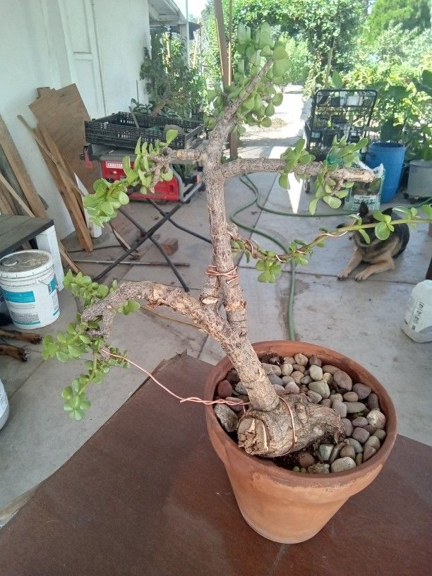 Bonsai  Elaphant Bush 
