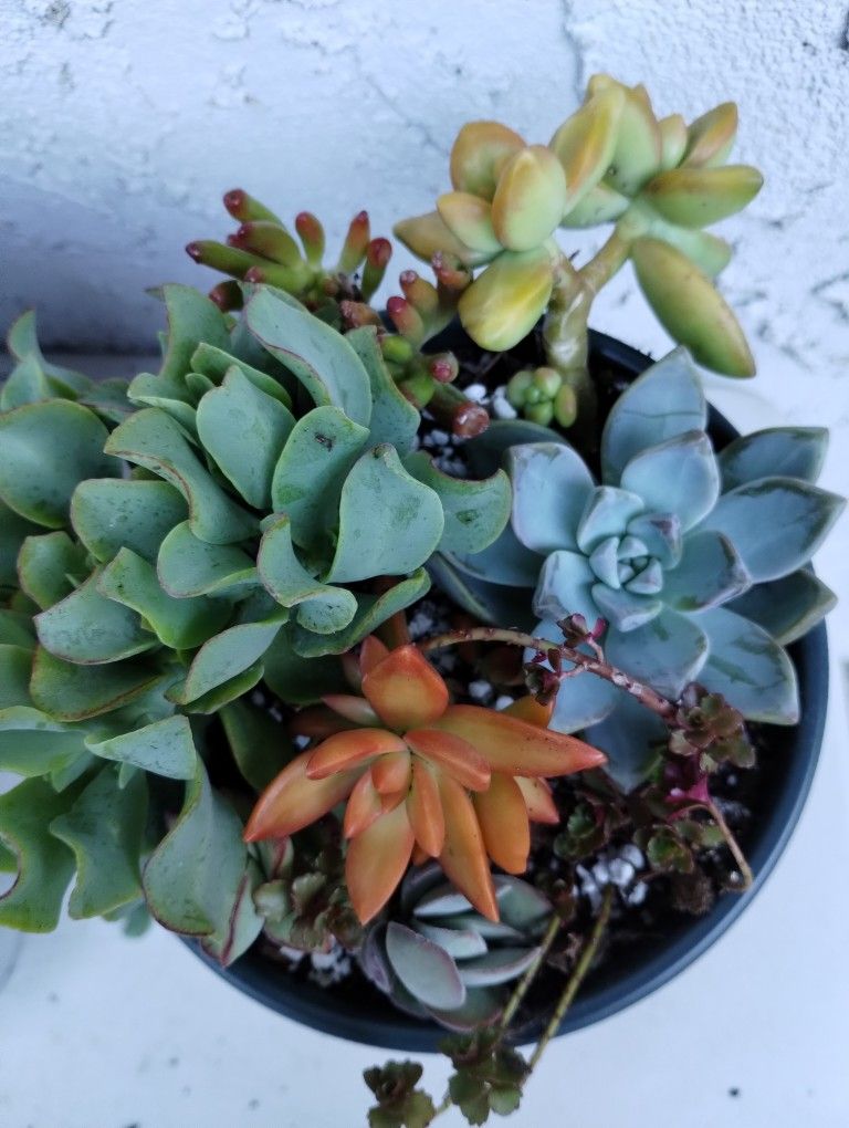 Suculentas