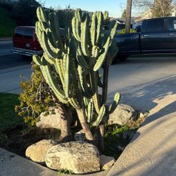 5 Ft Cactus