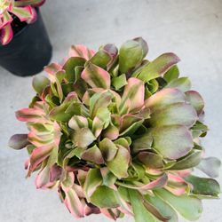 Aeonium Perfume Concubine Imported