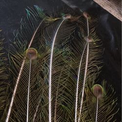 Plumas De Paborial
