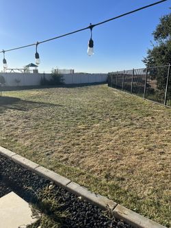 Yards Trees Clean Up