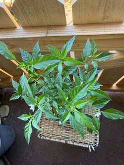 Chiltepín plant
