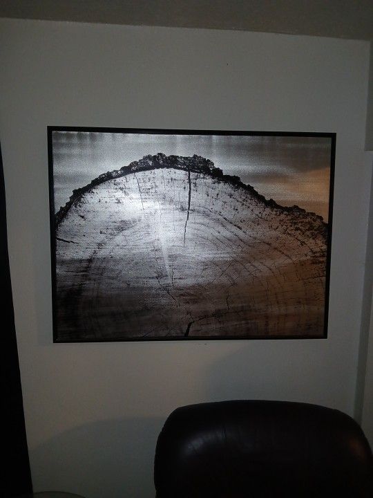 Make Offer! 4ft By 3 Ft Black And Silver Wood Stump Print