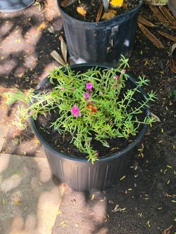 Moss rose plant