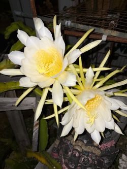 Dragon fruit cuttings & plants