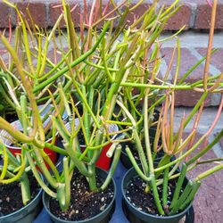 Small Fire stick Cactus Plant