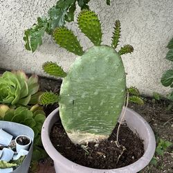 Cactus Plant