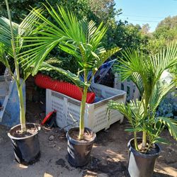 King Palm Trees 