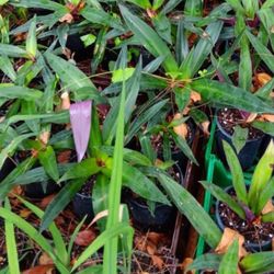 Plants Oyster Plants