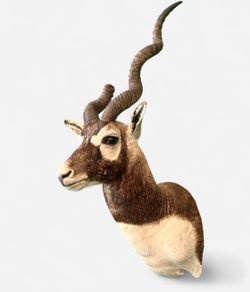 Taxidermy India Blackbuck Shoulder Mount with Natural Horn Break Off