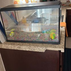 Fish Tank 