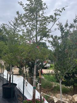 Trees for sale