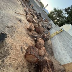 Fire Wood Logs (pine Trees) For Sale Cheap 