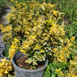 Golden Euonymus Hedge 