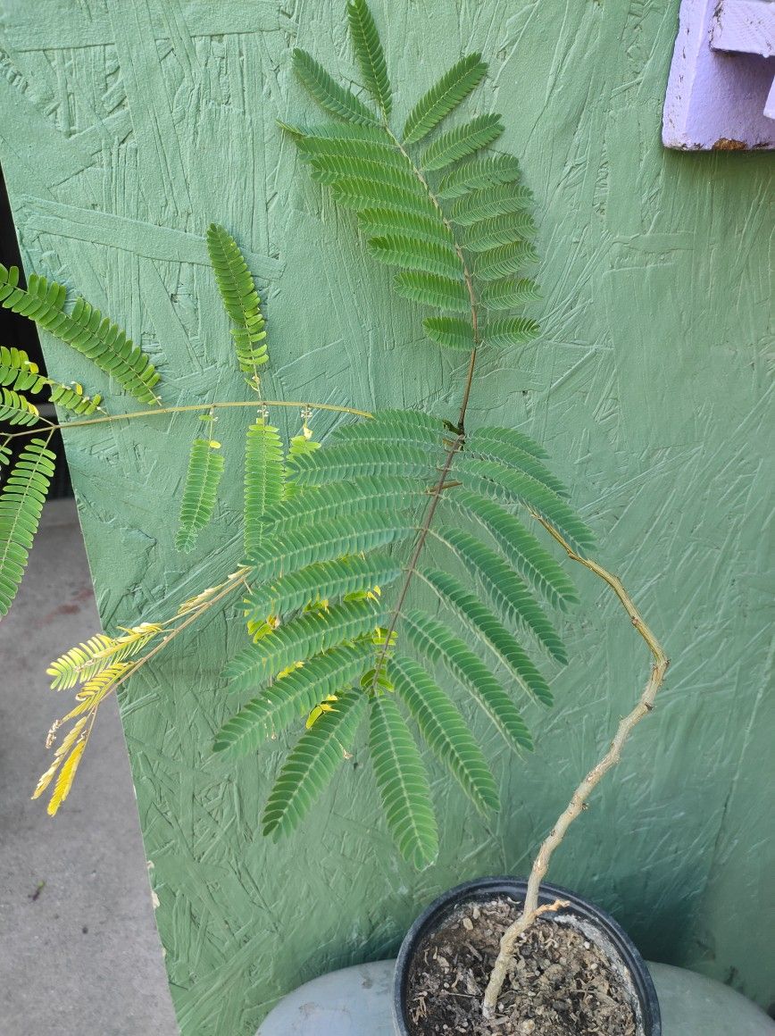Huaje