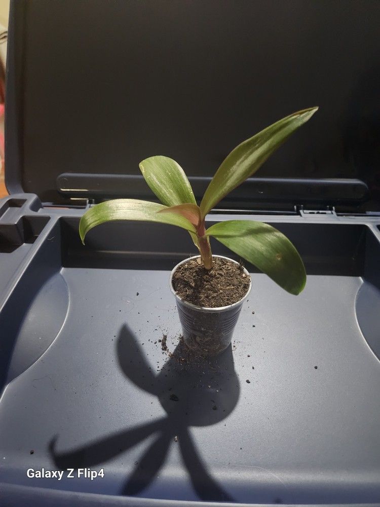 Moses In A Cradle Live Plant