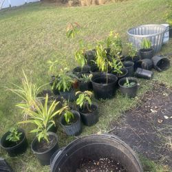 Mango Lemon Avocado Plants.  MOVING OUT 