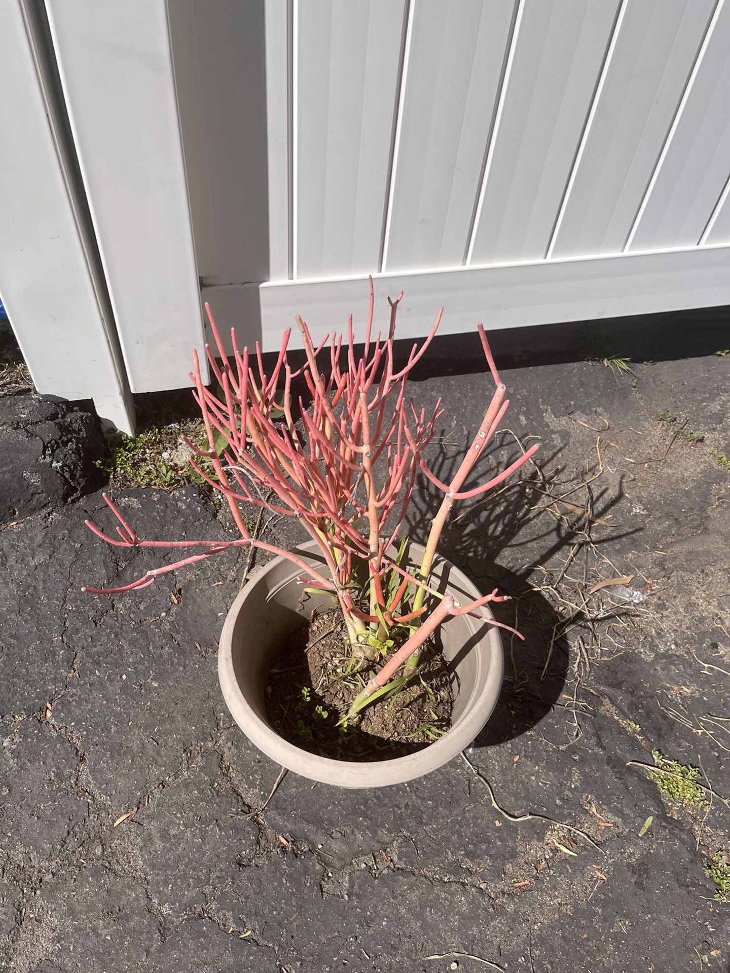 Firestick Plant And Pot 