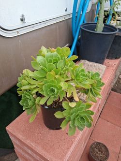Tree aeonium Succulent plant