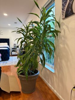 Large Dracaena Plant in Decorative Pot
