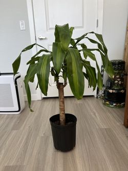 CORN plant Dracaena