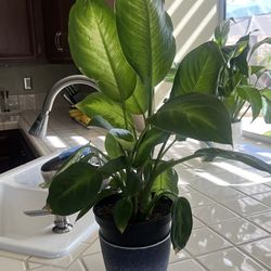 Dieffenbachia plant