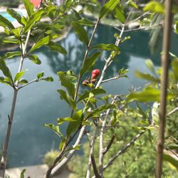 Pomegranate Tree