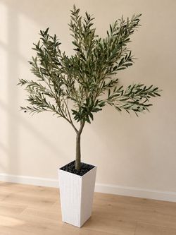 7ft olive tree