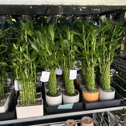 Lucky Bamboo In Ceramic Pot. SPECIAL PRICE 🤩