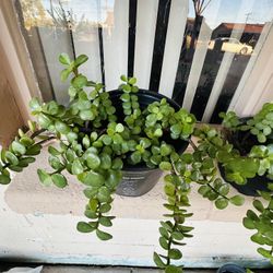 JADE PLANTS ELEFANT FOOD MILLONARIA PLANTAS LISTA PARA TRASPLANTAR 