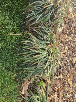Solid Green Monkey Grass