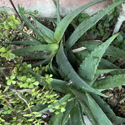 Aloe Vera