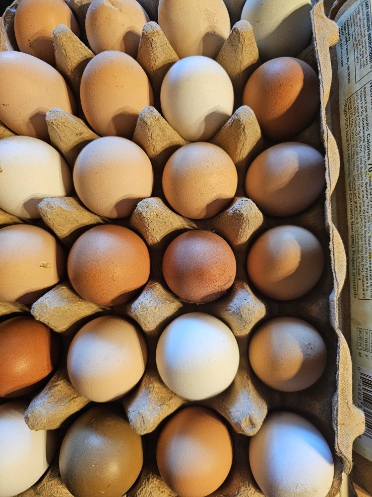 Fresh Eggs π