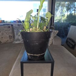 25 Dollar House Plant