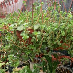 Hanging Succulent For Sale