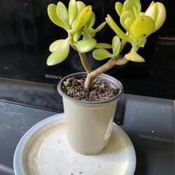 Jade Plant Pot