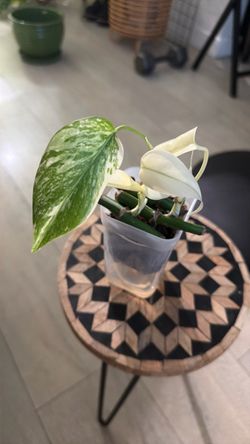 Monstera Albo Starter