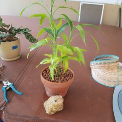 Bamboo in terracotta 6x6 $12.00