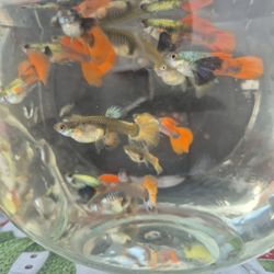 Plantas Acuática Y Peces 