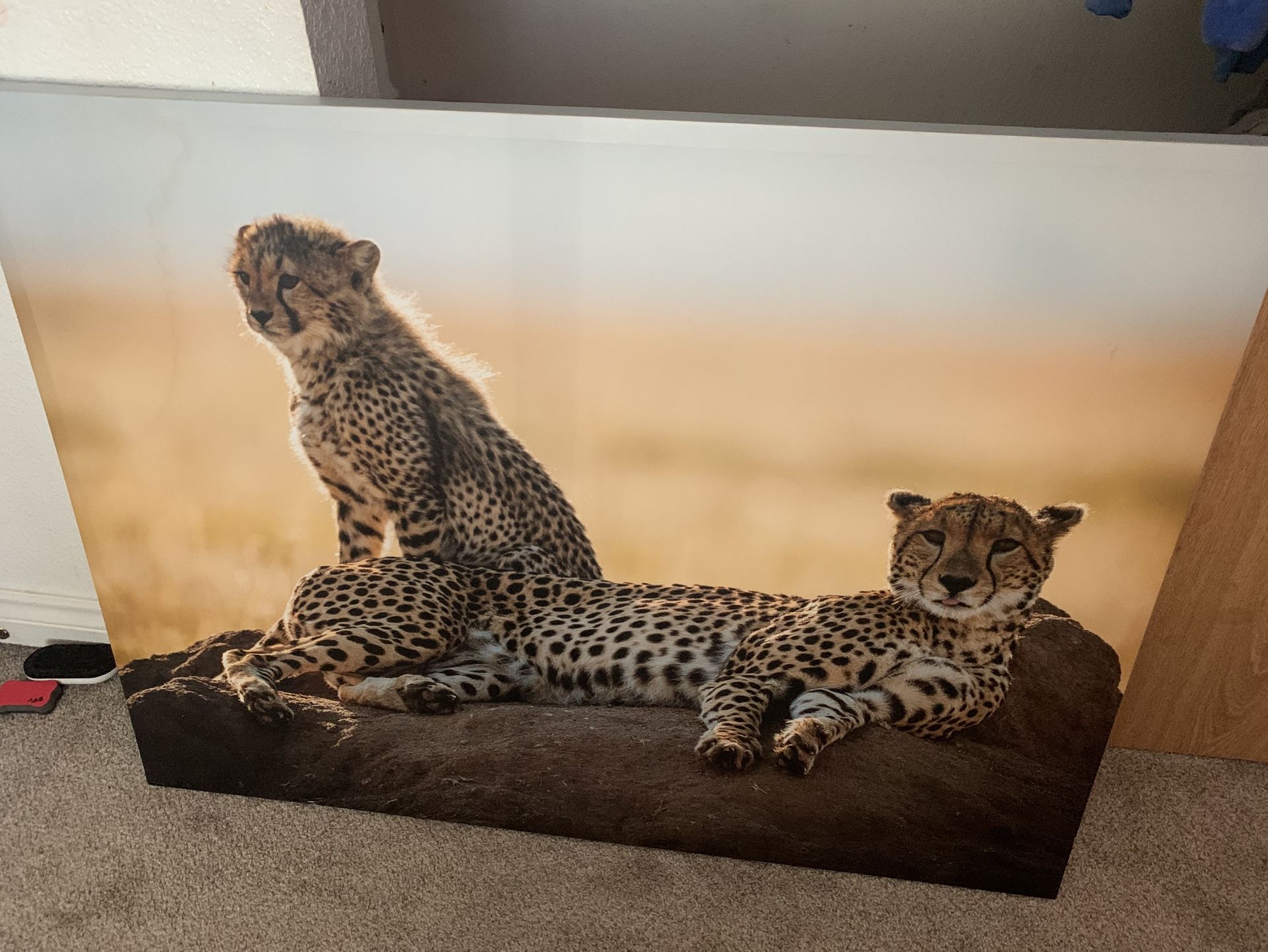 Cheetah picture