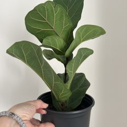 Indoor Plant 