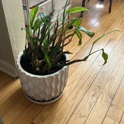 Chinese Evergreen Houseplant in Ceramic Pot – Easy Care