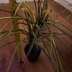 Artificial Potted Plant by IKEA —Planta en maceta artificial de IKEA