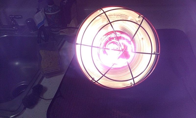 NEW  Brooder 10.5" Heat Lamp + 6" Flood Lamp