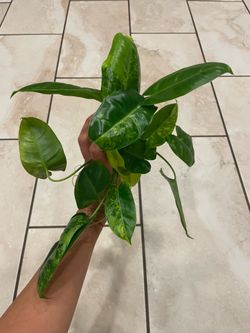 Variegated Philodendron burle Marx