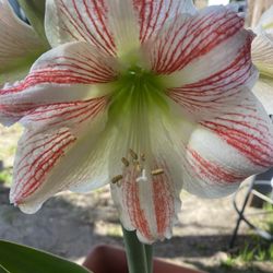 Amaryllis Glee $30